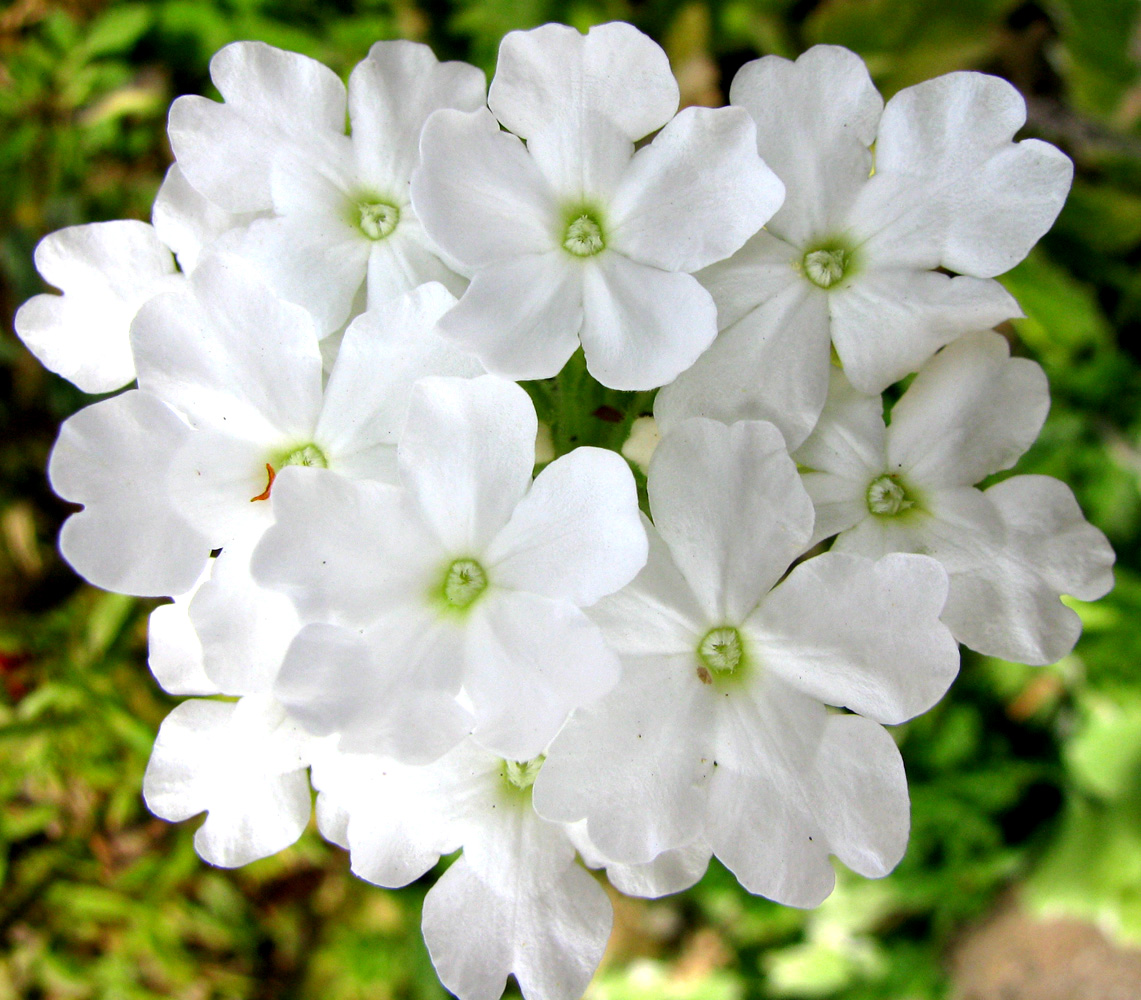 Изображение особи Glandularia &times; hybrida.