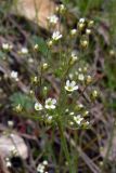 Androsace septentrionalis