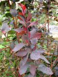 Berberis vulgaris f. atropurpurea