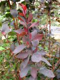 Berberis vulgaris форма atropurpurea. Верхняя часть побега. Венгрия, г. Будапешт, газон по улице вдоль набережной Дуная. 01.09.2012.