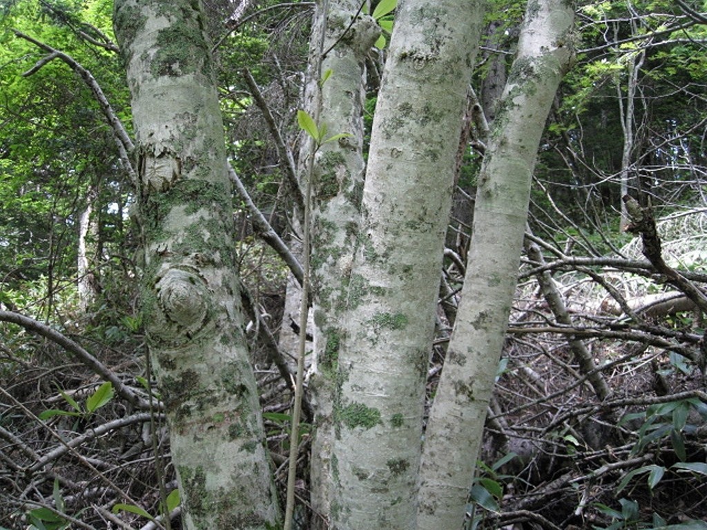 Изображение особи Magnolia hypoleuca.