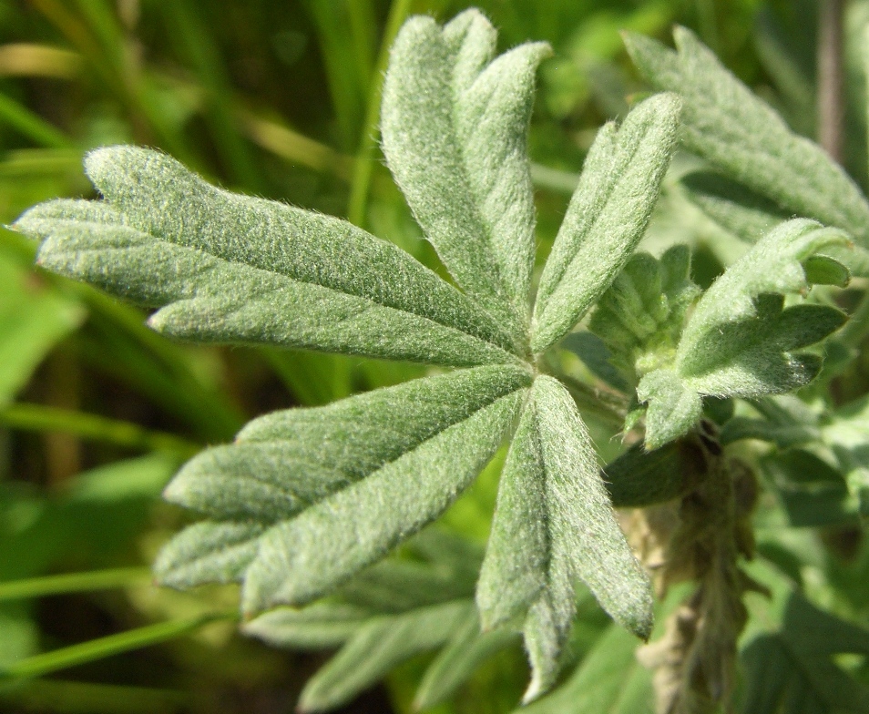 Image of Potentilla impolita specimen.