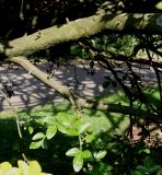 Poncirus trifoliata. Часть скелетной ветви. Германия, г. Krefeld, ботанический сад. 16.09.2012.