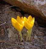 Sternbergia clusiana. Цветущие растения. Israel, Negev. 14.10.2006.