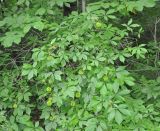 Eleutherococcus senticosus. Плодоносящее растение. Хабаровский край, окр. села Бычиха. 29.07.2012.