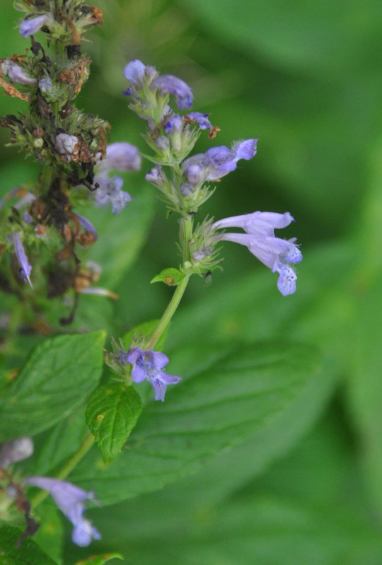 Image of Nepeta manchuriensis specimen.