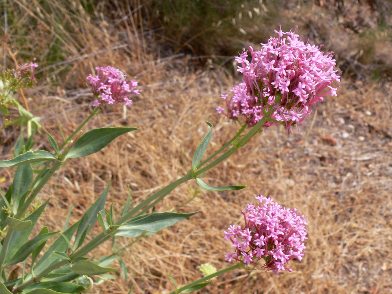 Image of Centranthus ruber specimen.
