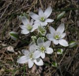 род Ornithogalum