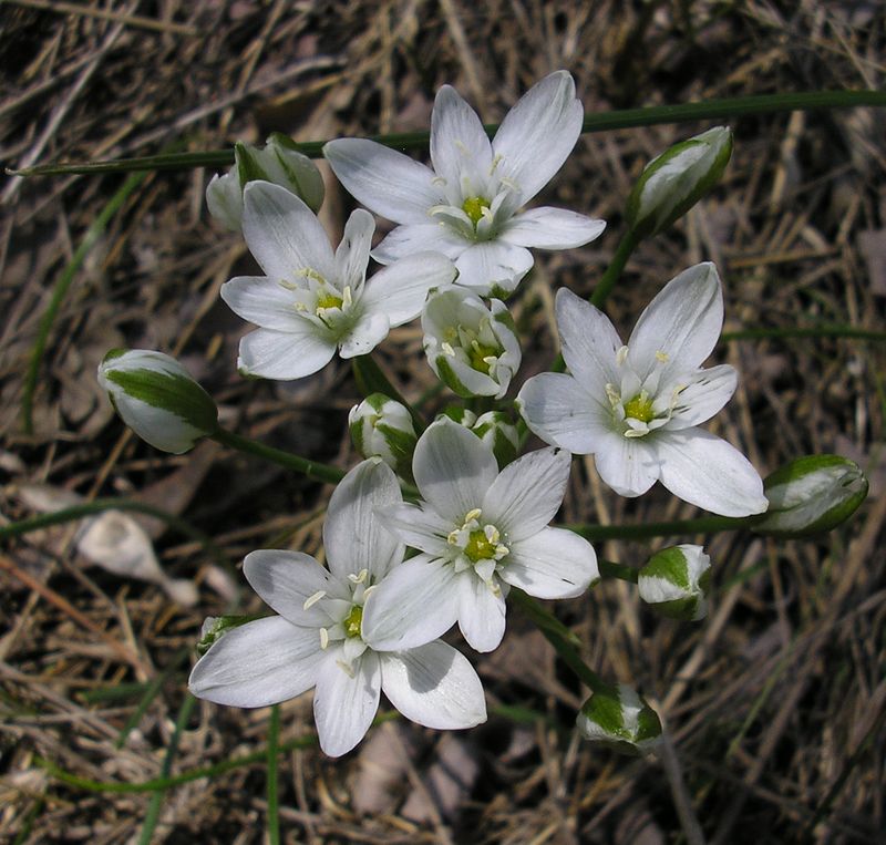 Изображение особи род Ornithogalum.