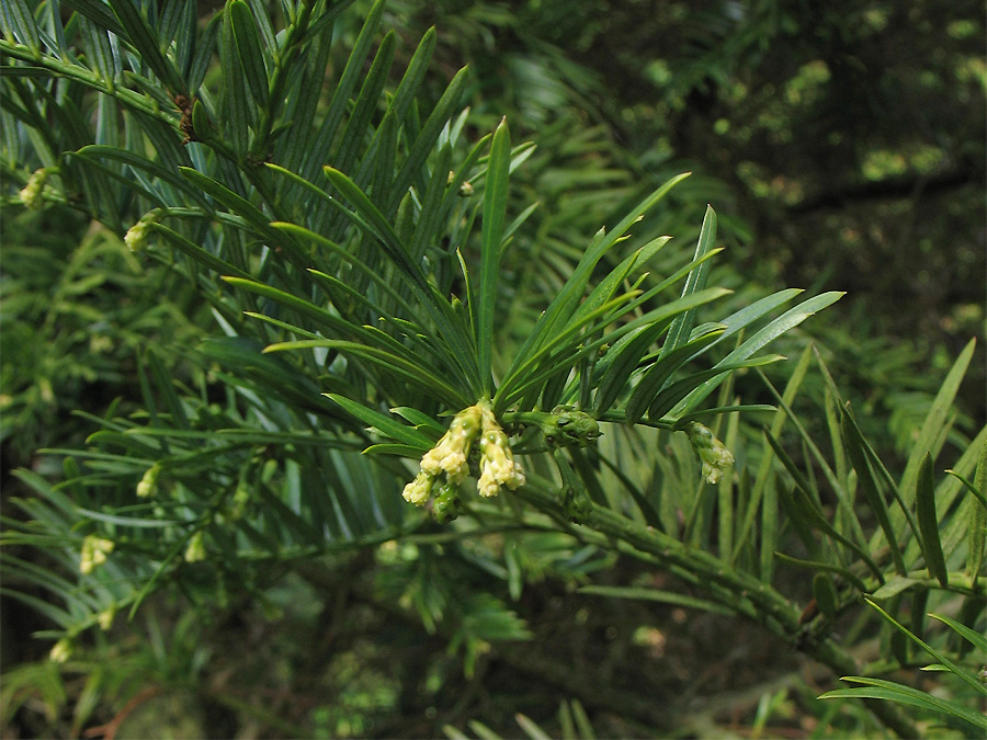 Изображение особи Cephalotaxus harringtonia.