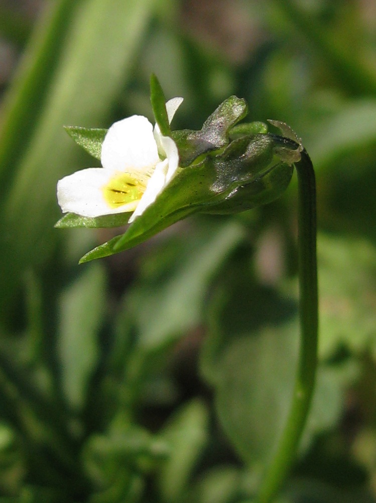 Изображение особи Viola occulta.