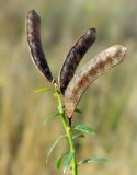 Genista tinctoria