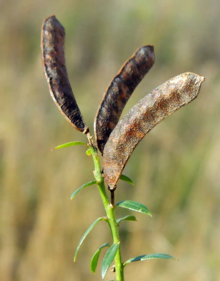 Изображение особи Genista tinctoria.