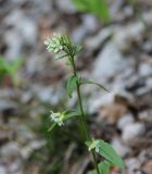 Arabis turrita