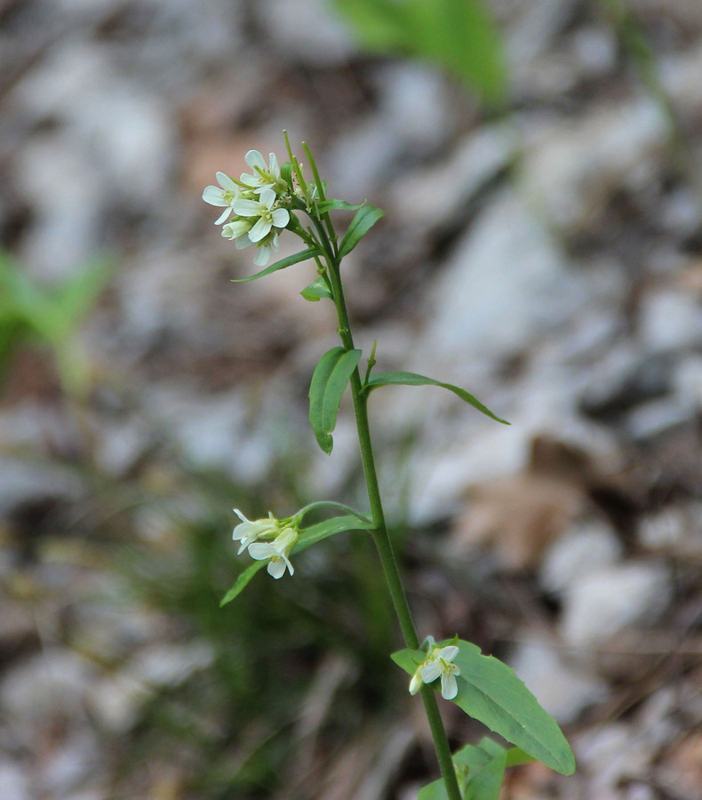 Изображение особи Arabis turrita.