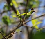 Chimonanthus praecox. Часть ветви с завязавшимся плодом. Южный берег Крыма, Никитский ботанический сад. 24 апреля 2013 г.