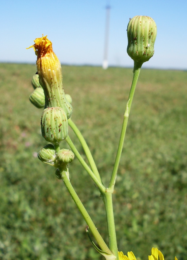 Изображение особи Sonchus arvensis ssp. uliginosus.
