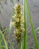 Carex vulpina