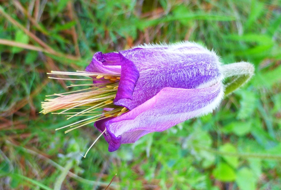 Image of Pulsatilla violacea specimen.