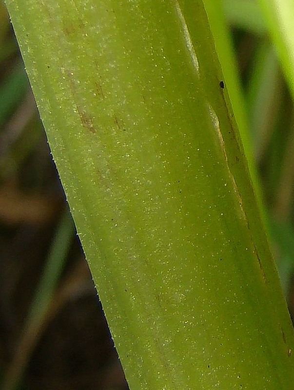 Image of Valeriana wolgensis specimen.