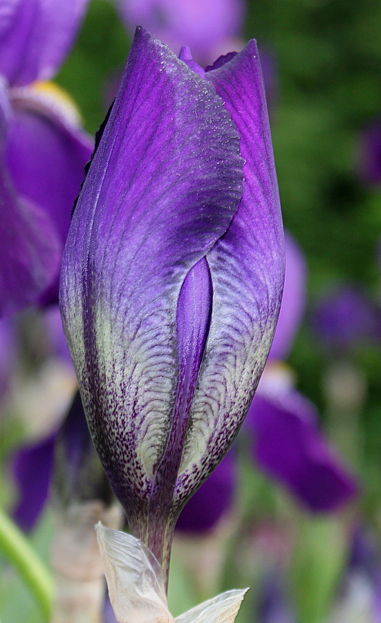 Image of genus Iris specimen.
