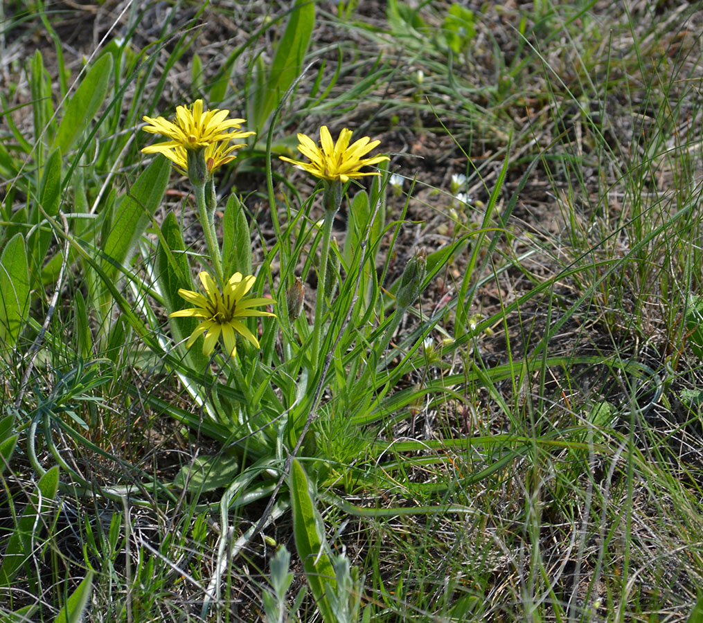 Image of Scorzonera mollis specimen.