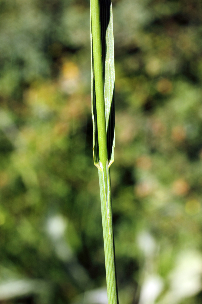 Image of Bromopsis inermis specimen.