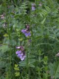 Vicia sepium. Верхушка цветущего растения. Карачаево-Черкесия, Теберда, гора Лысая. 29.05.2013.