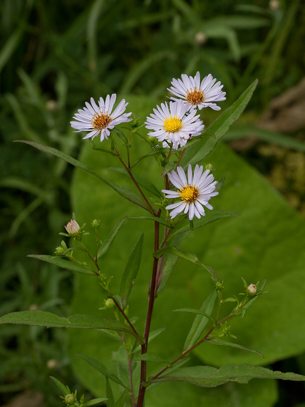 Изображение особи Symphyotrichum &times; salignum.