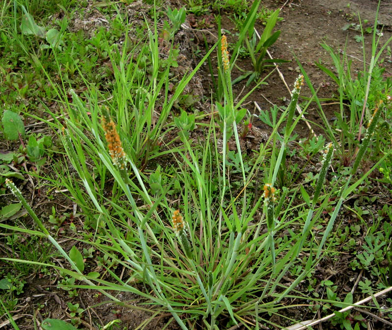 Image of Alopecurus aequalis specimen.