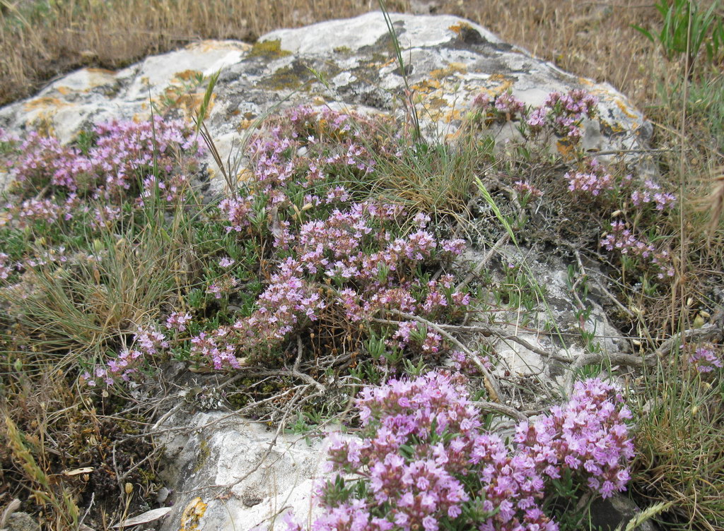 Image of Thymus tauricus specimen.