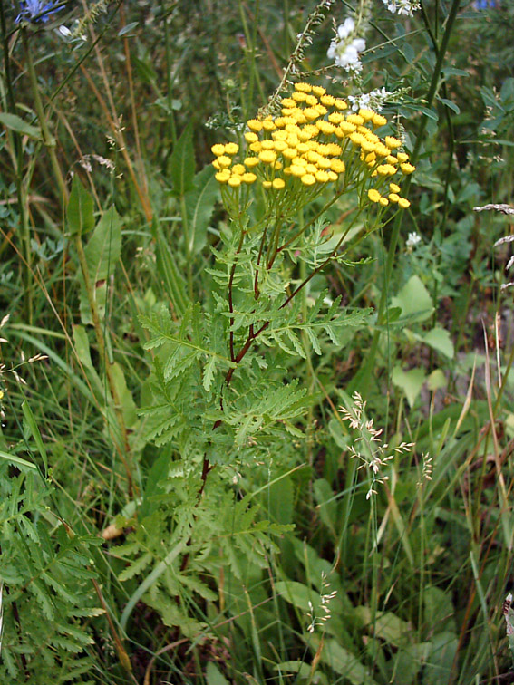 Image of Tanacetum vulgare specimen.