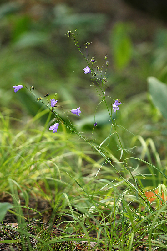 Изображение особи Campanula rotundifolia.