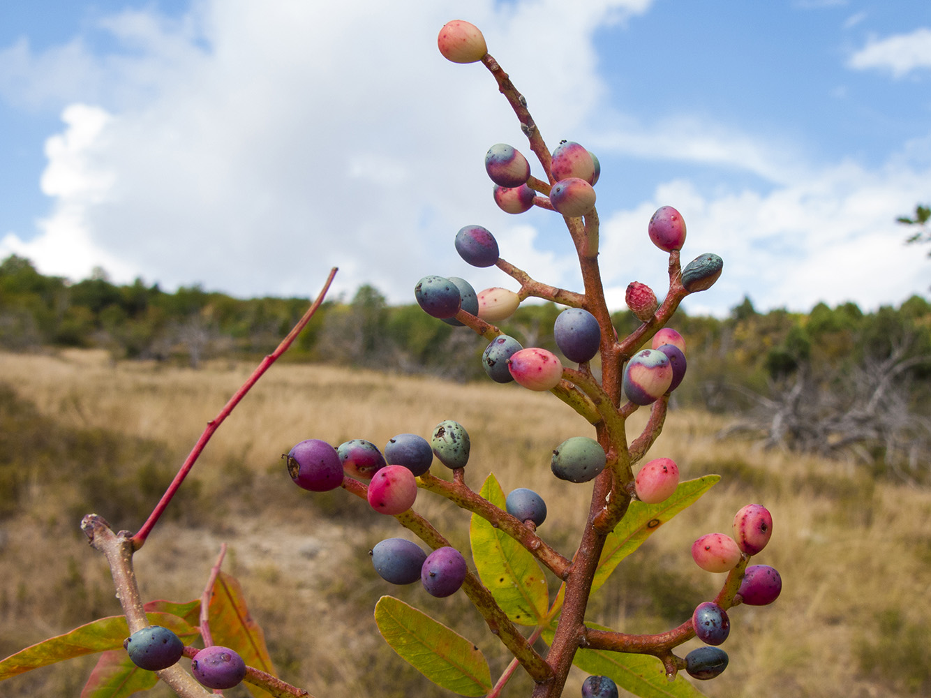 Image of Pistacia mutica specimen.