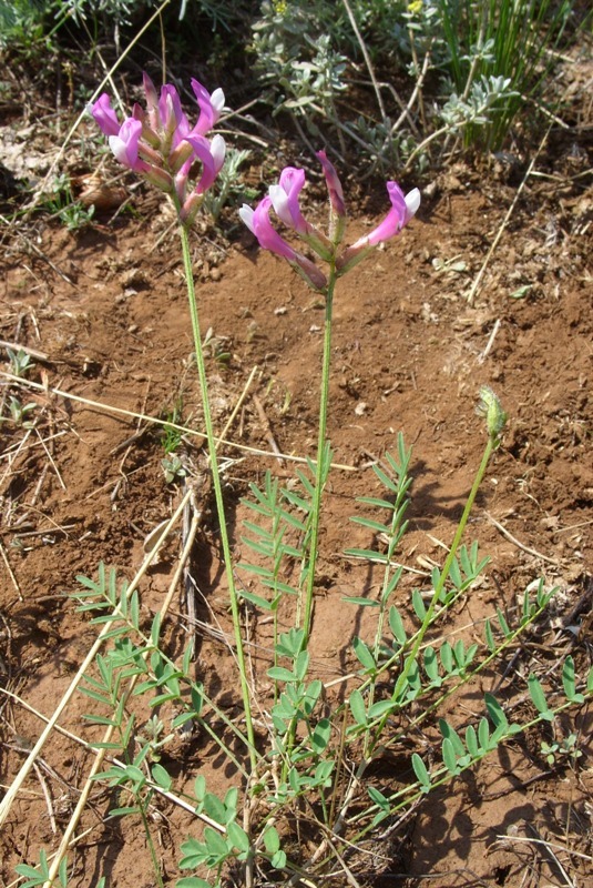 Изображение особи Astragalus macropus.