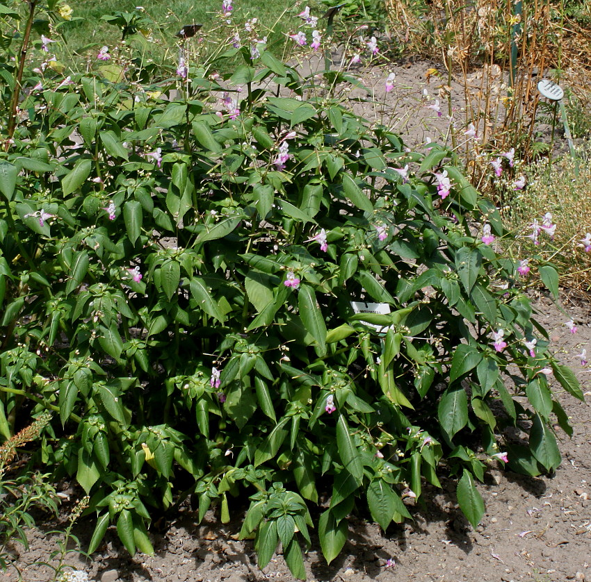 Image of Impatiens balfourii specimen.