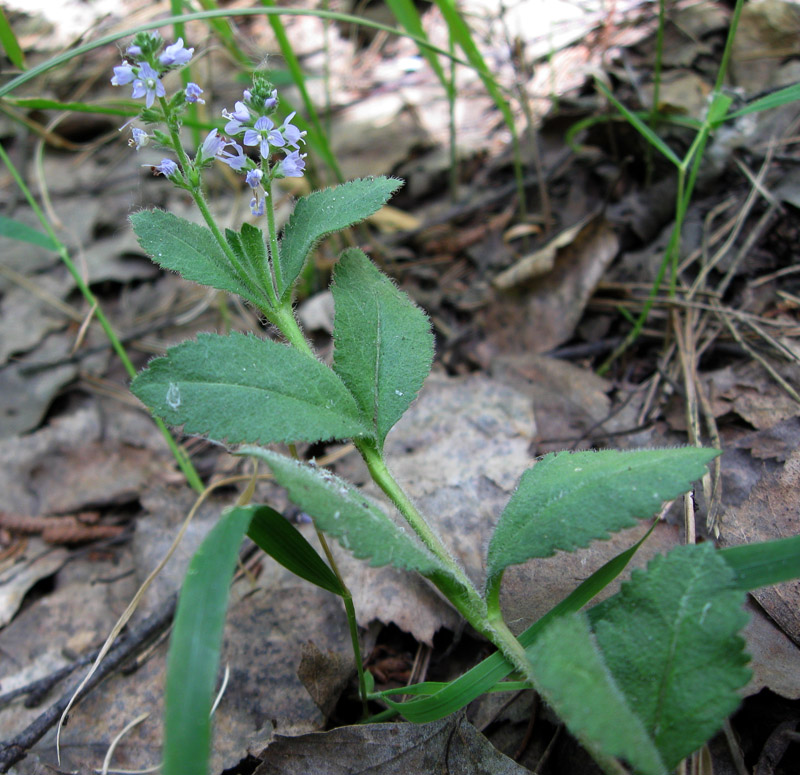 Image of Veronica officinalis specimen.