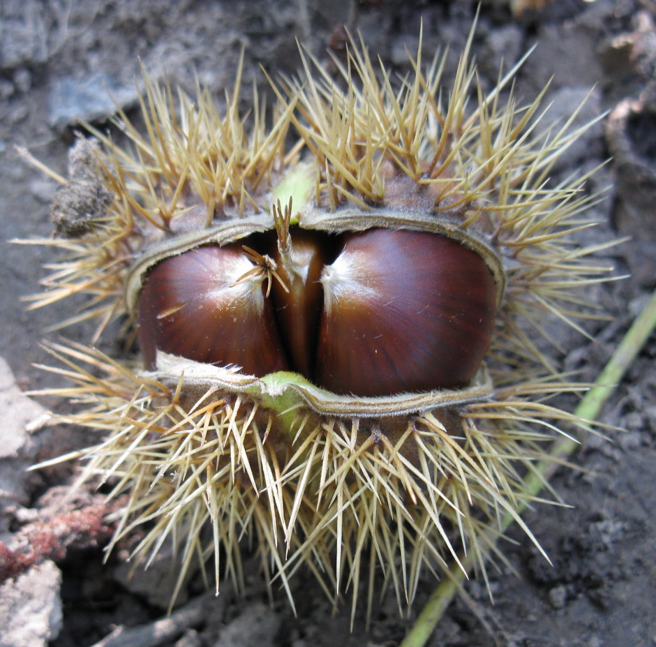 Image of Castanea sativa specimen.