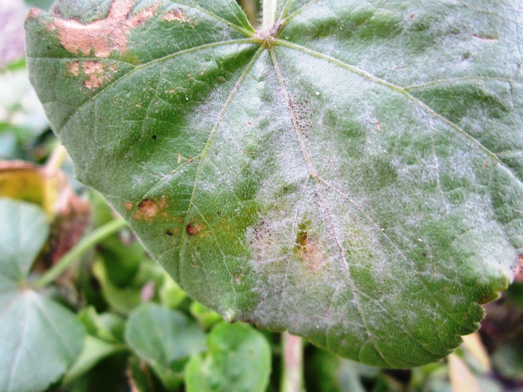 Image of Malva trimestris specimen.