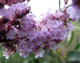 Limonium gmelinii. Часть соцветия. Алтайский край, Баевский р-н, окр. с. Баево, левый берег р. Кулунда, пойменный солончаковый луг. 21 июля 2011 г.