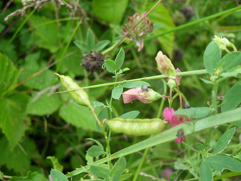 Изображение особи Lathyrus tuberosus.