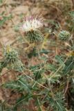 Cousinia affinis