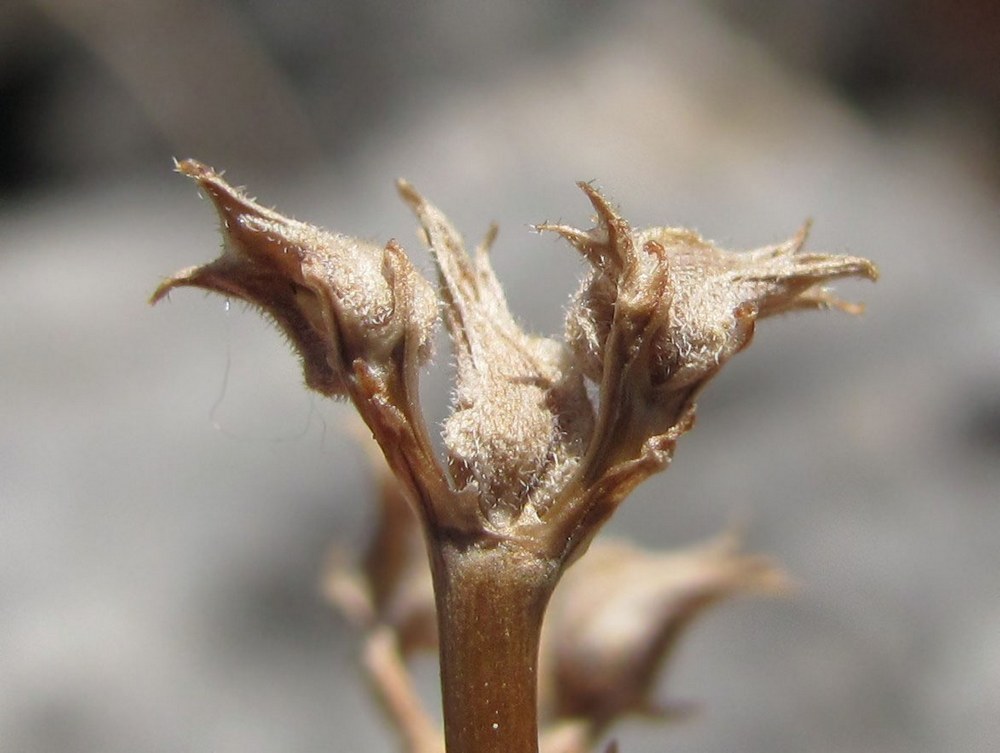 Image of Valerianella falconida specimen.