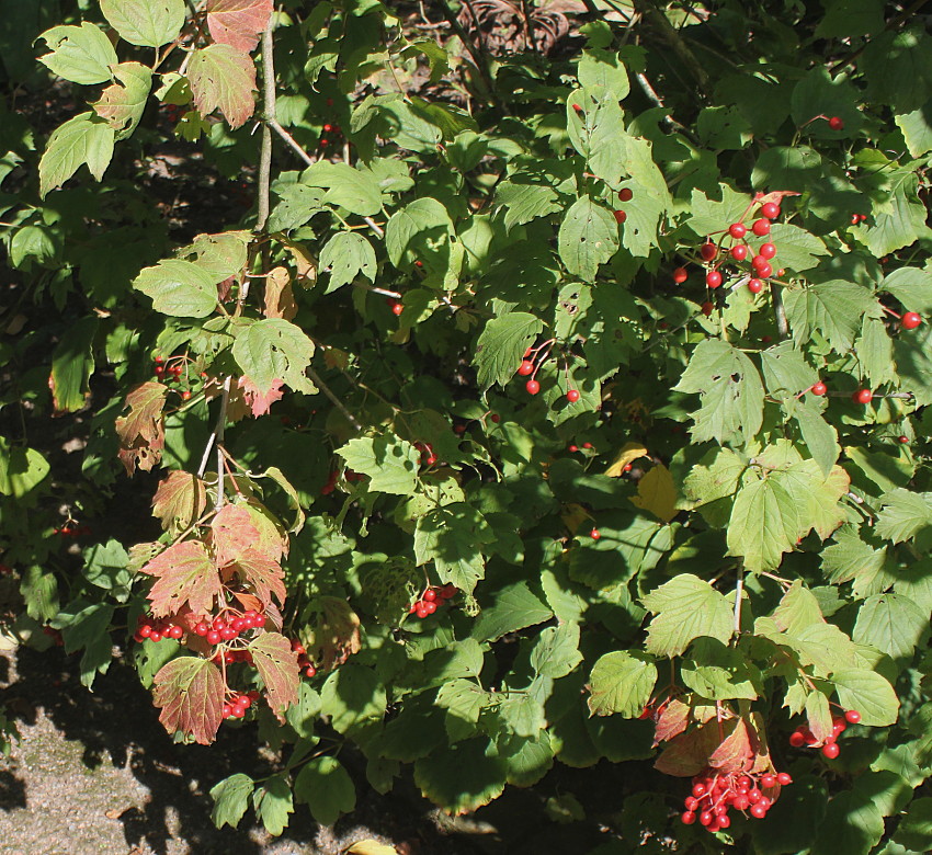 Image of genus Viburnum specimen.
