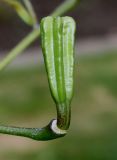 Lilium henryi