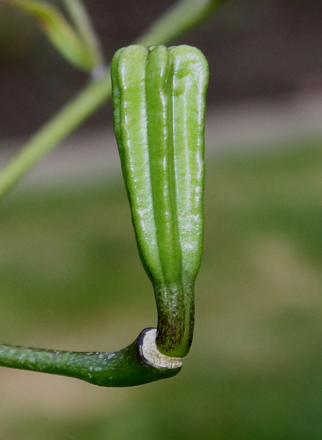 Изображение особи Lilium henryi.