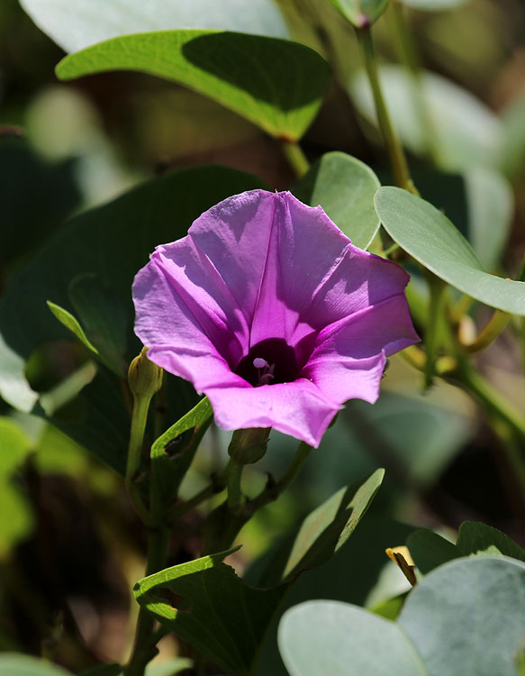 Image of Ipomoea pes-caprae specimen.