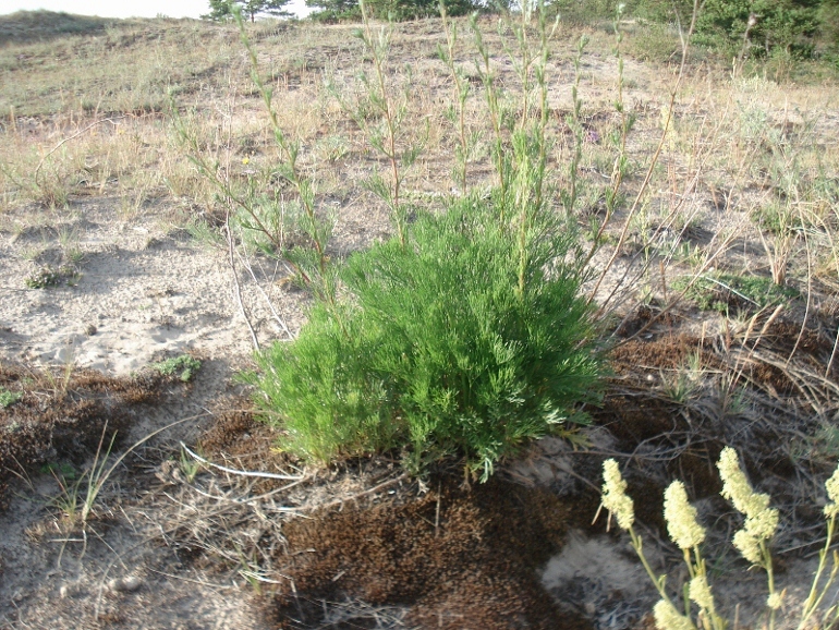 Изображение особи Artemisia campestris.