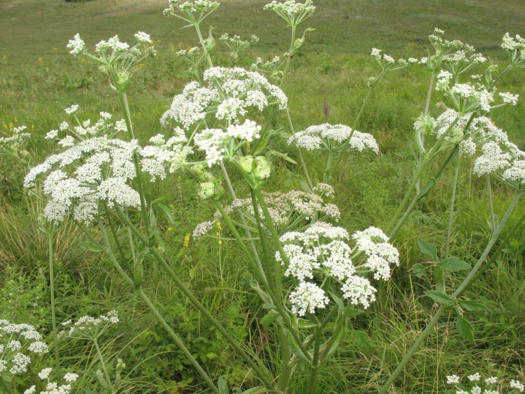 Изображение особи Ostericum palustre.