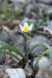 Tulipa bifloriformis. Цветущее растение. Южный Казахстан, каньон реки Машат в 3 км ниже шоссе Алматы-Ташкент. 04.04.2012.